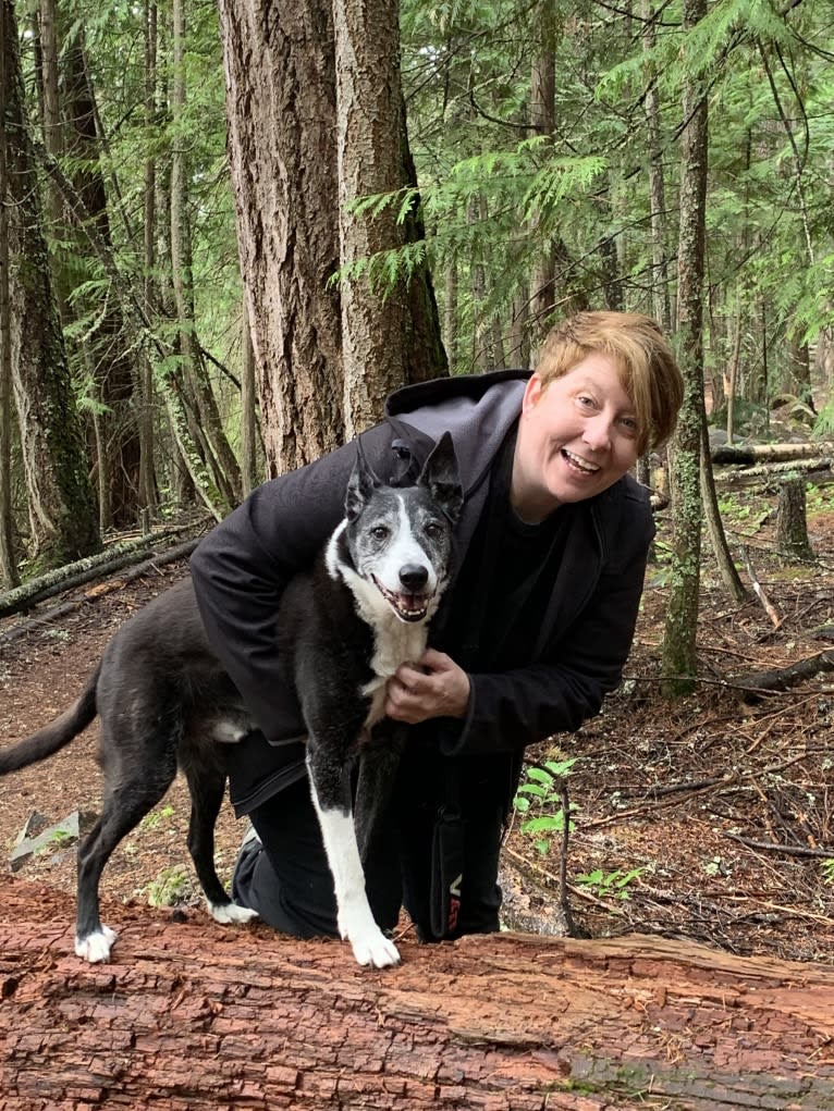 Flint, a Border Collie and McNab mix tested with EmbarkVet.com