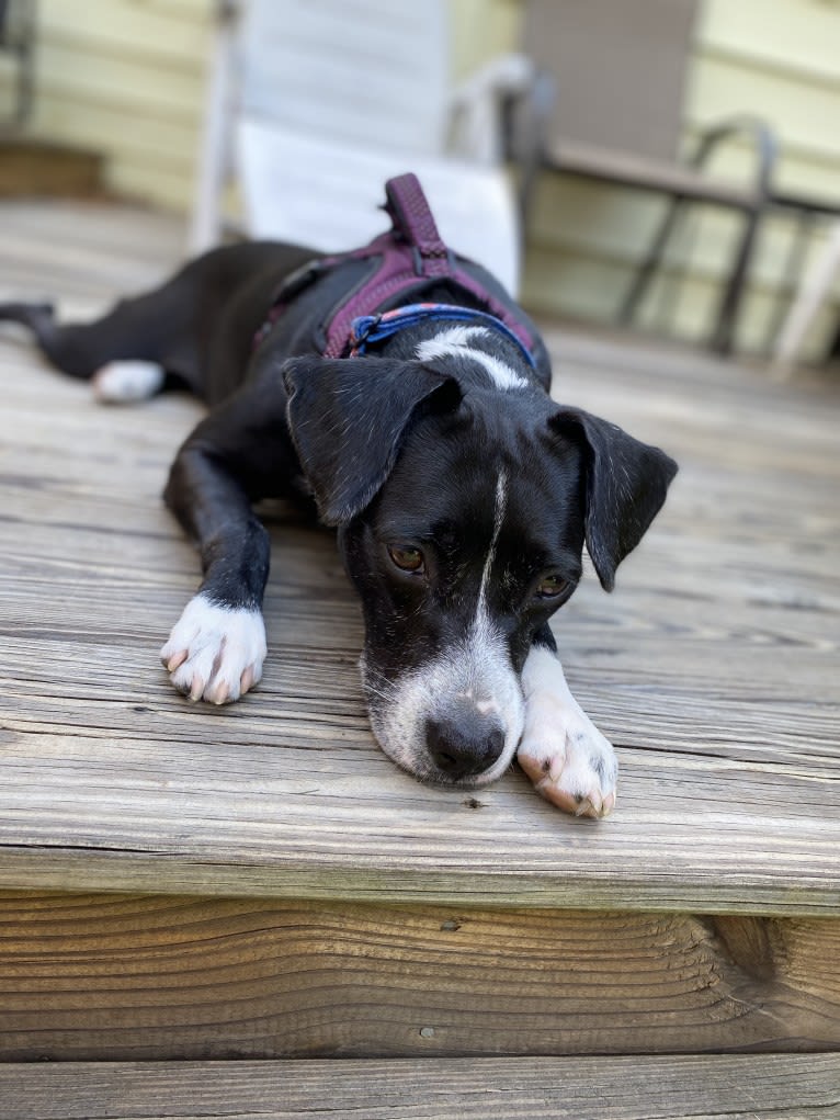 Molly, an American Pit Bull Terrier and Chihuahua mix tested with EmbarkVet.com