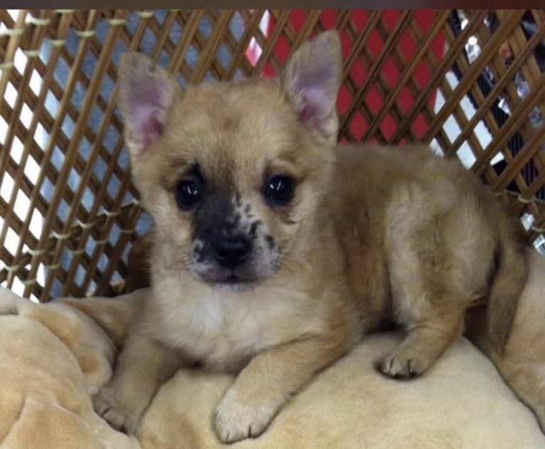 Lucian Thor, a Pomeranian and Shetland Sheepdog mix tested with EmbarkVet.com