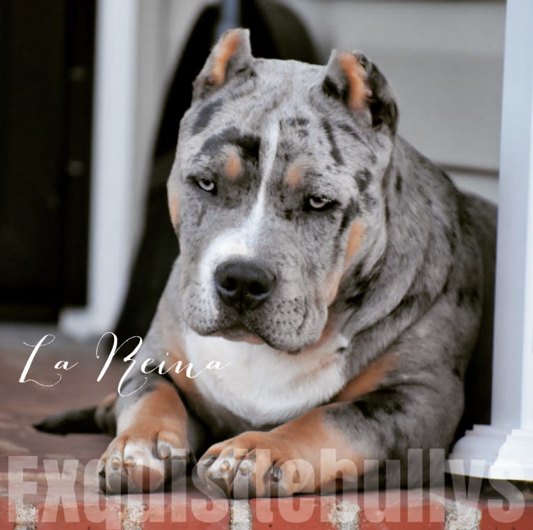 Rain, an American Bully tested with EmbarkVet.com