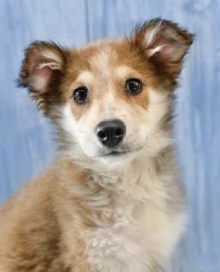 Indy, an Australian Shepherd and Border Collie mix tested with EmbarkVet.com