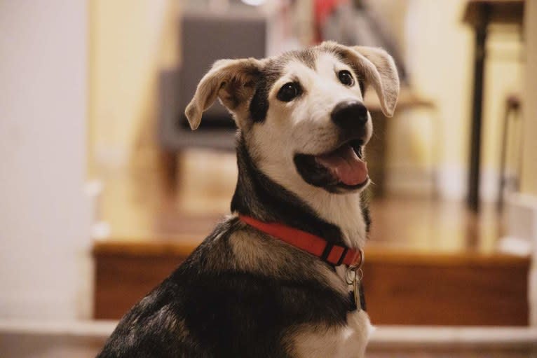 Finn, an Alaskan Malamute and Beagle mix tested with EmbarkVet.com