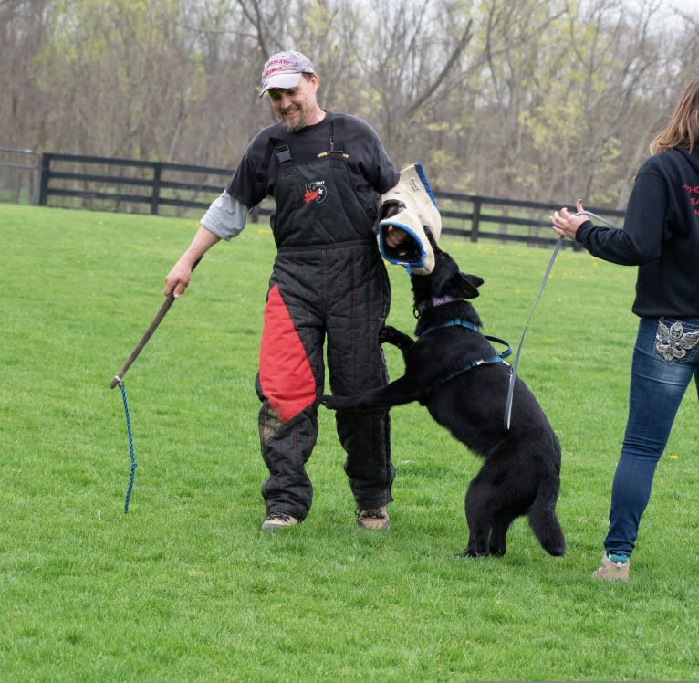Jetta, a German Shepherd Dog tested with EmbarkVet.com