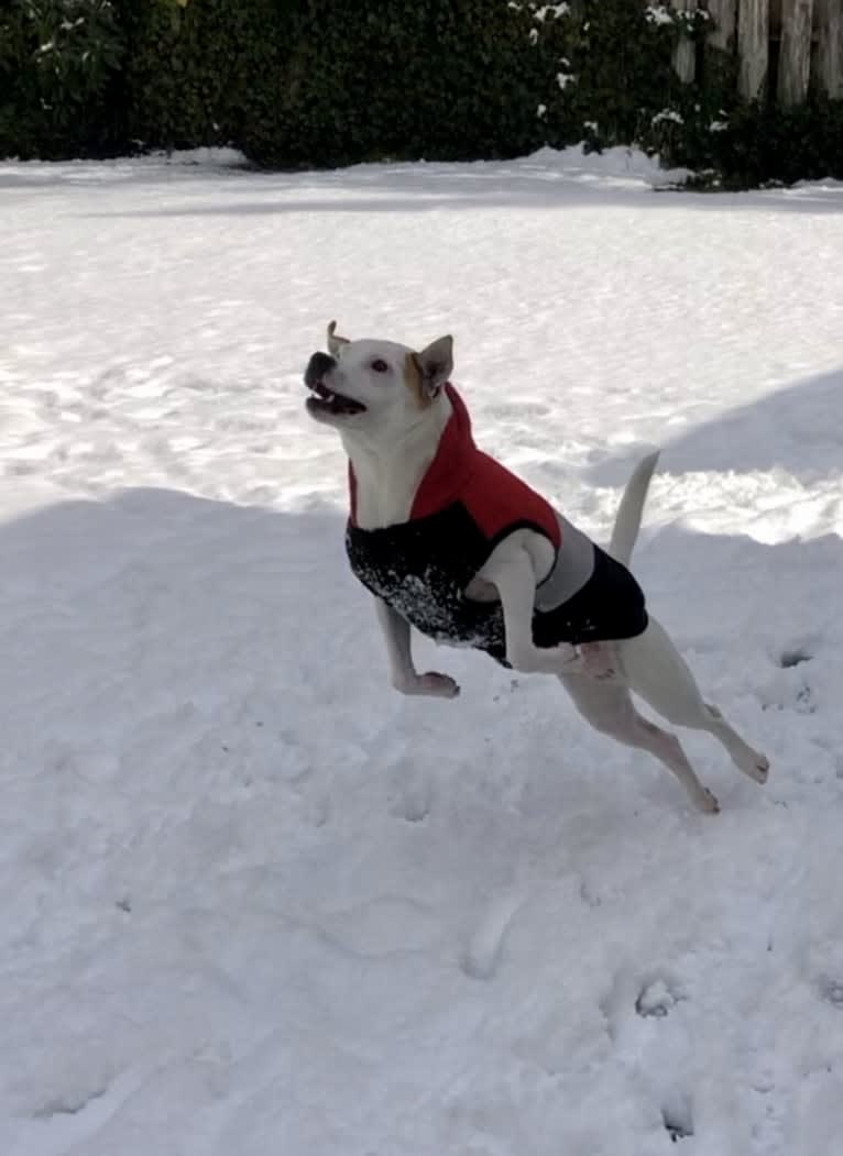 Rubie, an American Pit Bull Terrier and Russell-type Terrier mix tested with EmbarkVet.com