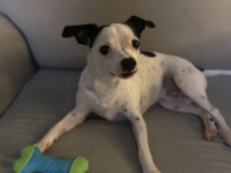 Nemo, a Mountain Cur and Chihuahua mix tested with EmbarkVet.com