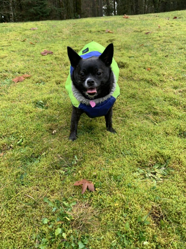 Indy, a Pomeranian and Shih Tzu mix tested with EmbarkVet.com