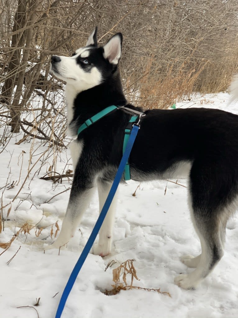 Zuko, a Siberian Husky tested with EmbarkVet.com