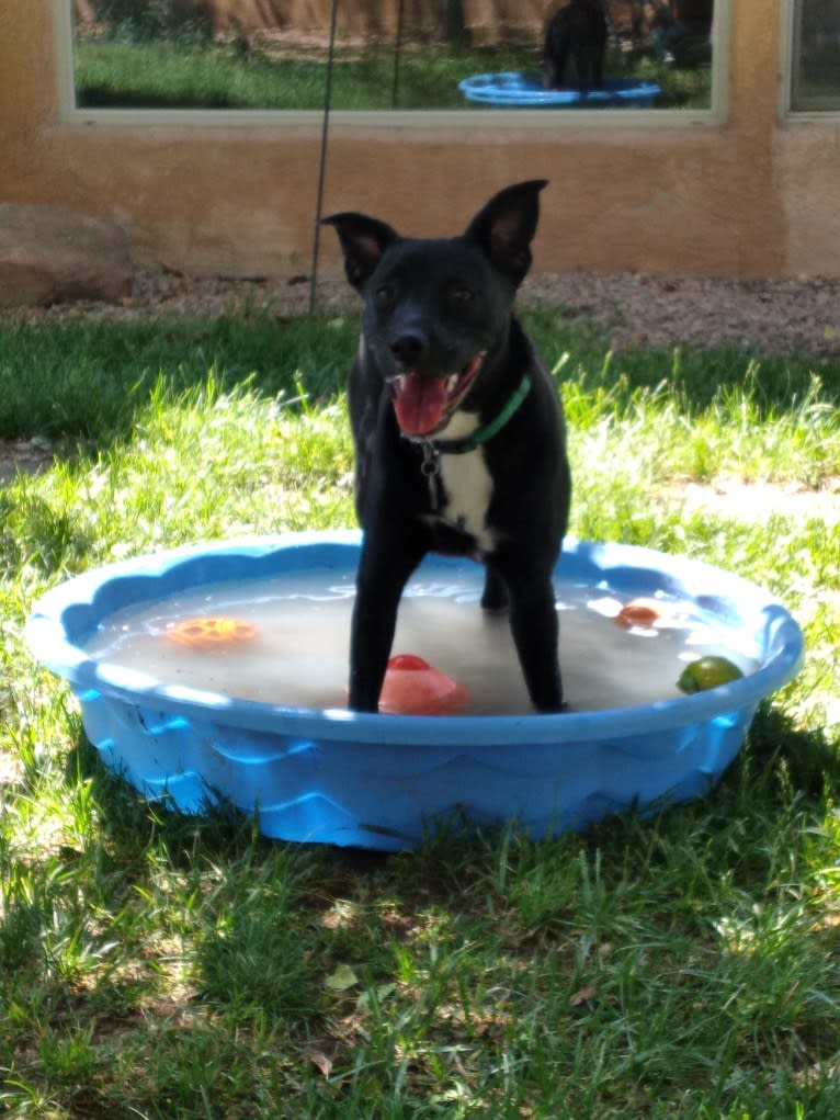 Egon The Grifter, an American Pit Bull Terrier and American Bully mix tested with EmbarkVet.com