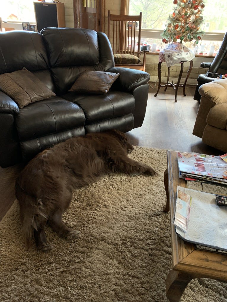 Rosey, a Newfoundland and Siberian Husky mix tested with EmbarkVet.com