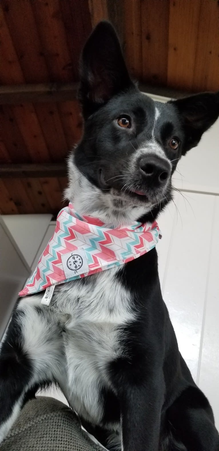 Malu, an Australian Shepherd and Catahoula Leopard Dog mix tested with EmbarkVet.com