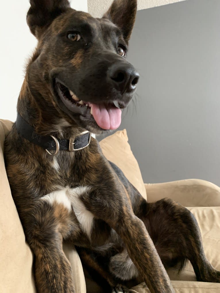 INU, an American Pit Bull Terrier and German Shepherd Dog mix tested with EmbarkVet.com