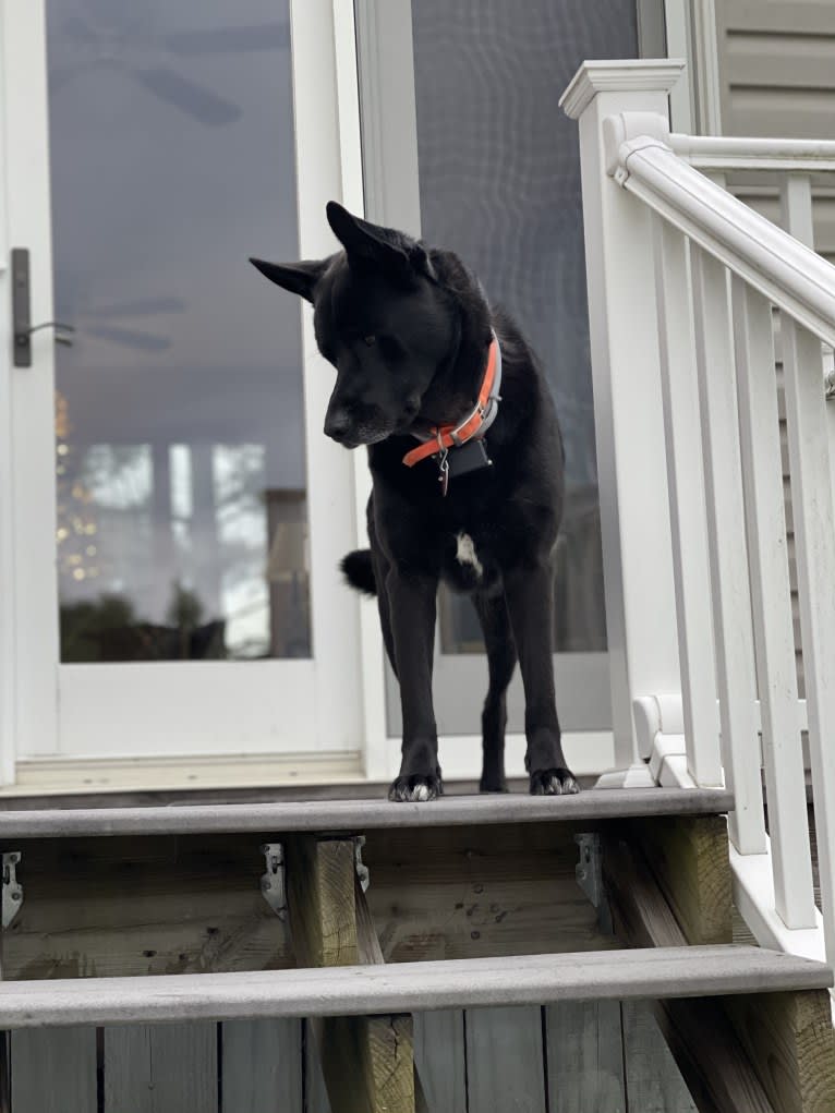 Amos, a Norwegian Elkhound and American Pit Bull Terrier mix tested with EmbarkVet.com