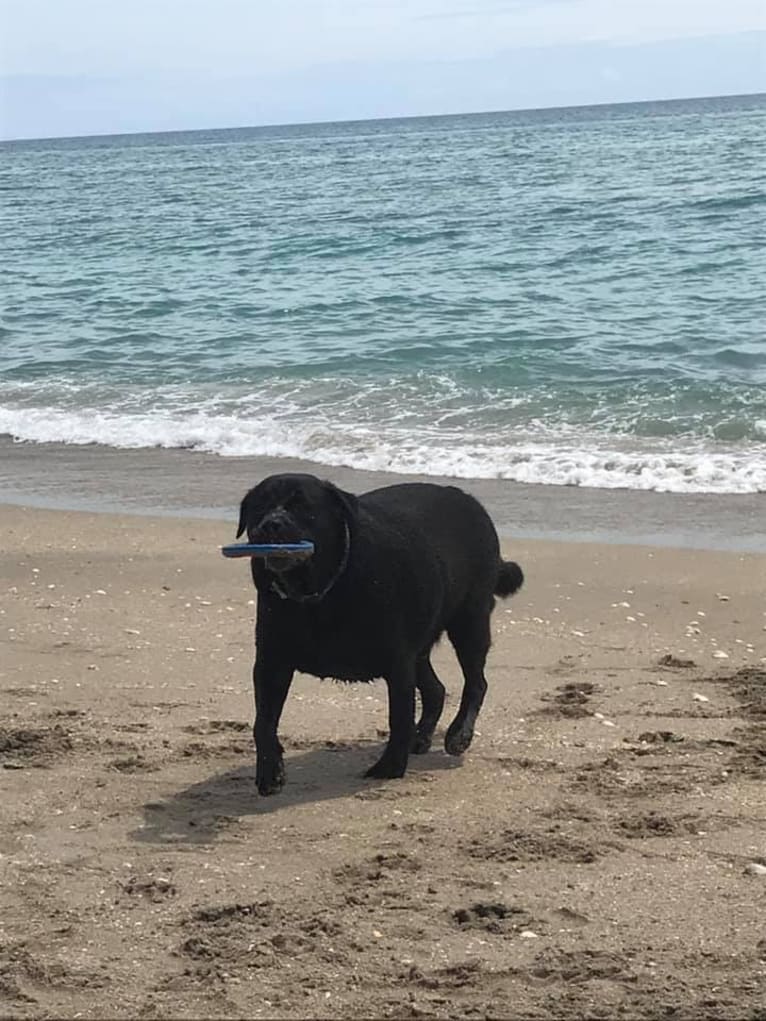 Benjen, a Bulldog and Neapolitan Mastiff mix tested with EmbarkVet.com