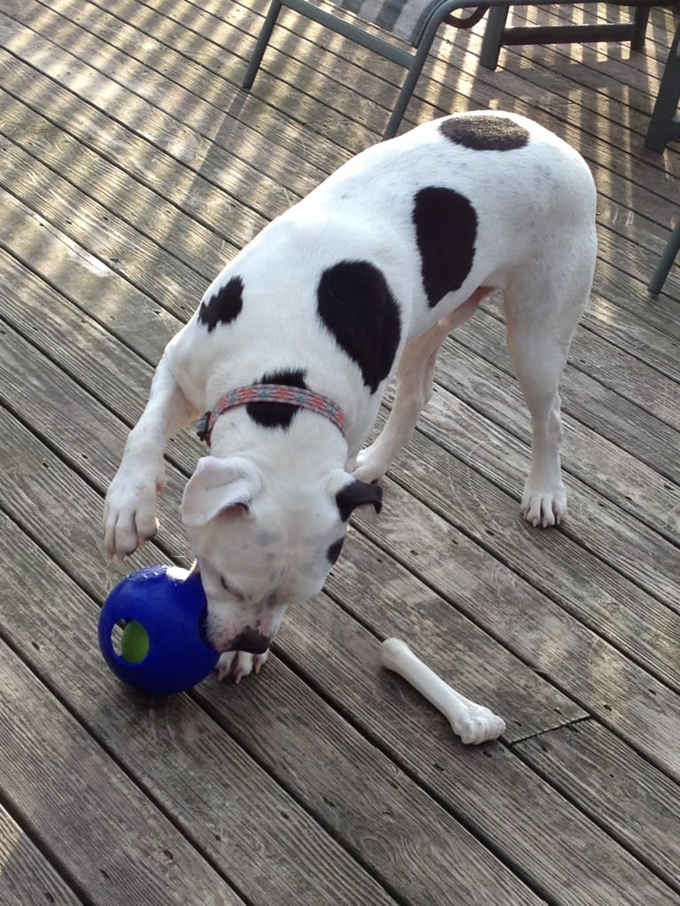 Charlie, an American Pit Bull Terrier and American Bulldog mix tested with EmbarkVet.com