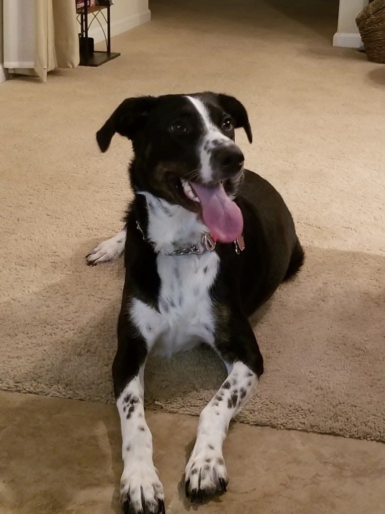 Boomer, an Australian Cattle Dog and Poodle (Standard) mix tested with EmbarkVet.com