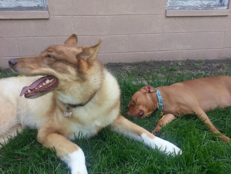 Duvel, a Gerberian Shepsky (18.8% unresolved) tested with EmbarkVet.com