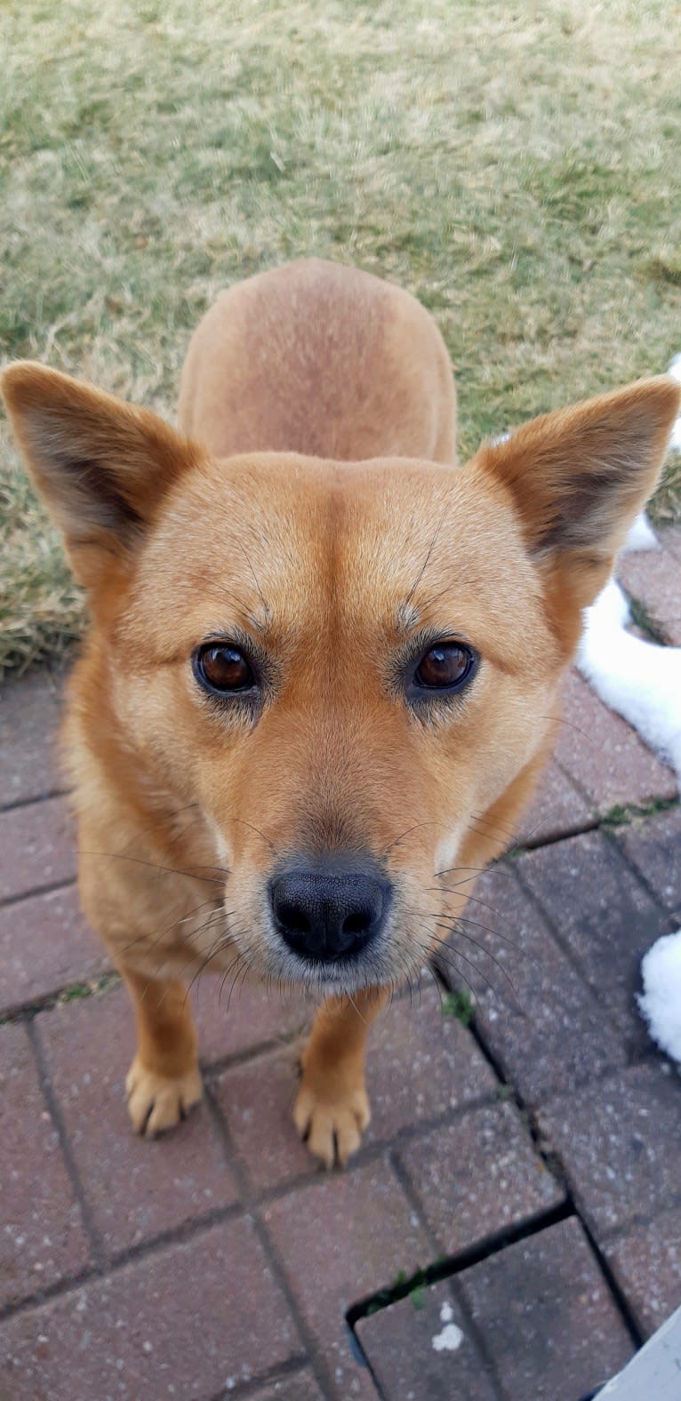 Indie, a Japanese or Korean Village Dog tested with EmbarkVet.com