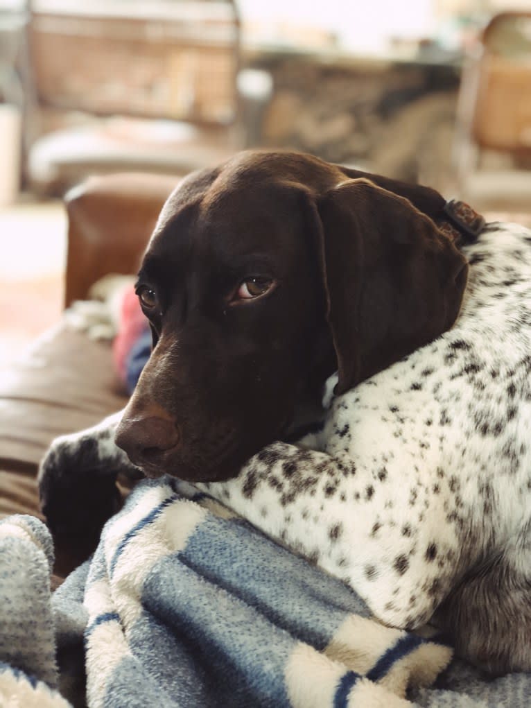 Juniper, a German Shorthaired Pointer tested with EmbarkVet.com