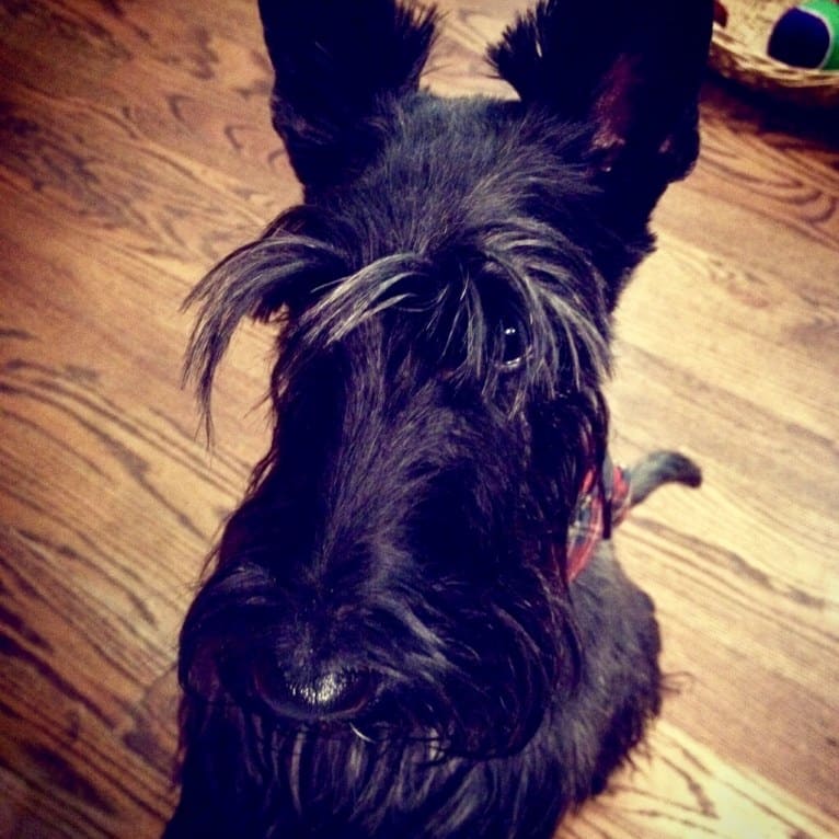 Bogey, a Scottish Terrier tested with EmbarkVet.com