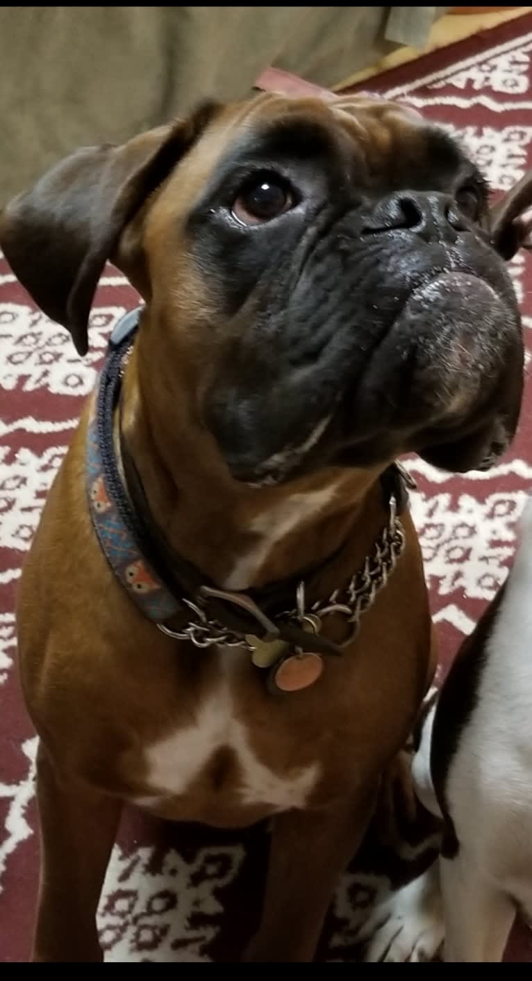 Griffin, a Boxer tested with EmbarkVet.com