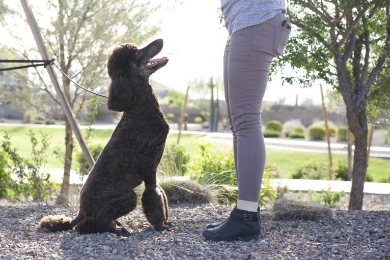 Ember, a Poodle (Standard) tested with EmbarkVet.com