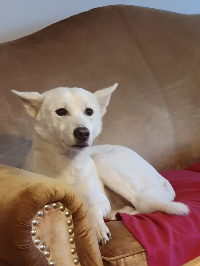 Suri, a Canaan Dog tested with EmbarkVet.com