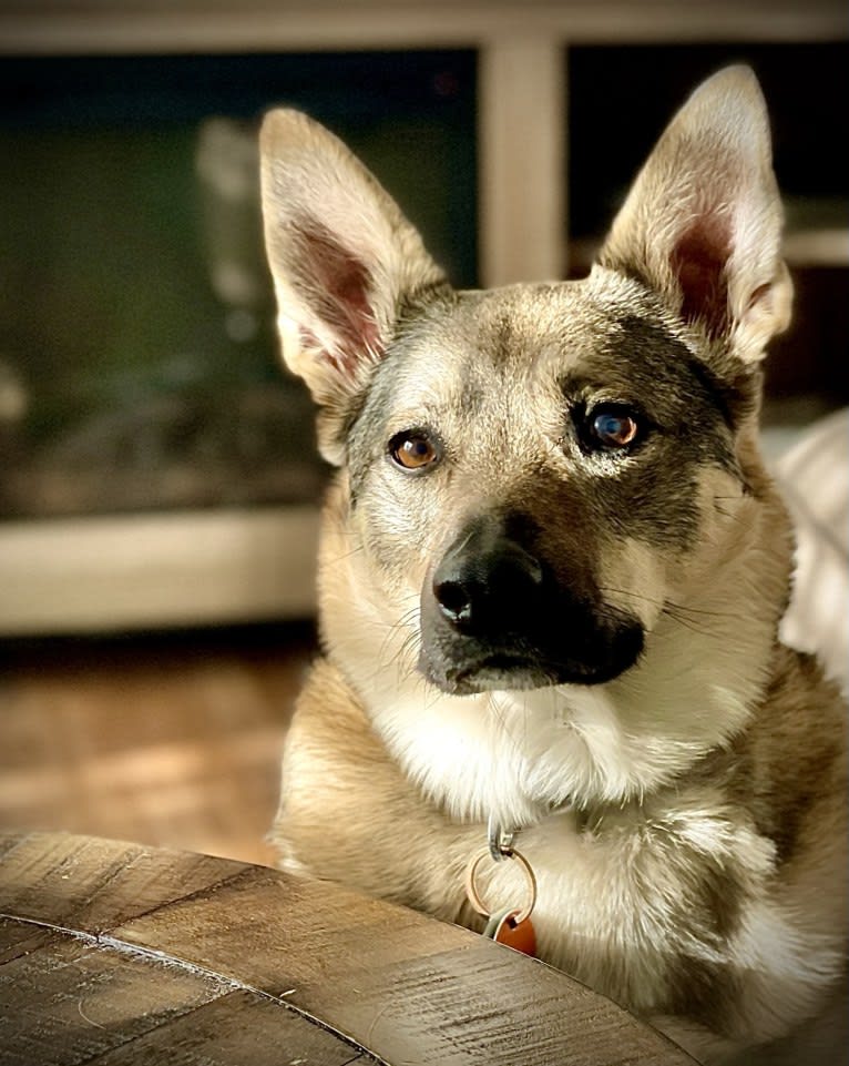 Kepler, a Border Collie and Australian Cattle Dog mix tested with EmbarkVet.com