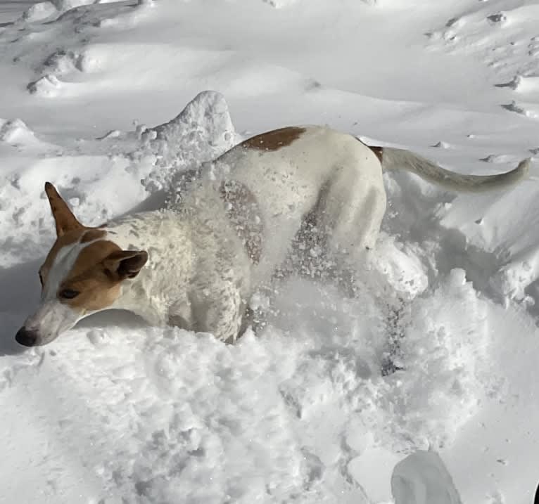 Banbury Cross Berlin, a Carolina Dog tested with EmbarkVet.com