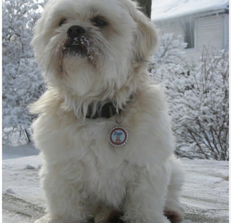 Ziggy Stardust, a Lhasa Apso and Shih Tzu mix tested with EmbarkVet.com