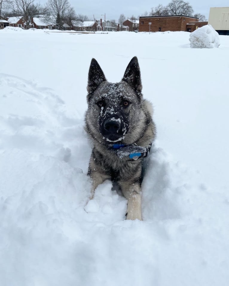 Smokey, a Norwegian Elkhound tested with EmbarkVet.com