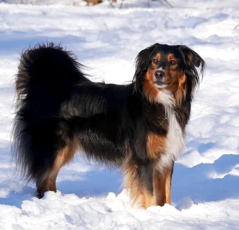 Leopold, an English Shepherd tested with EmbarkVet.com