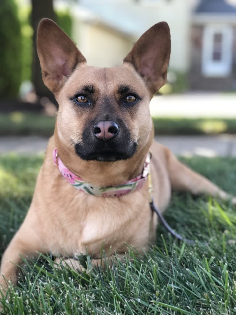 Mia, an Australian Cattle Dog and Chinese Shar-Pei mix tested with EmbarkVet.com