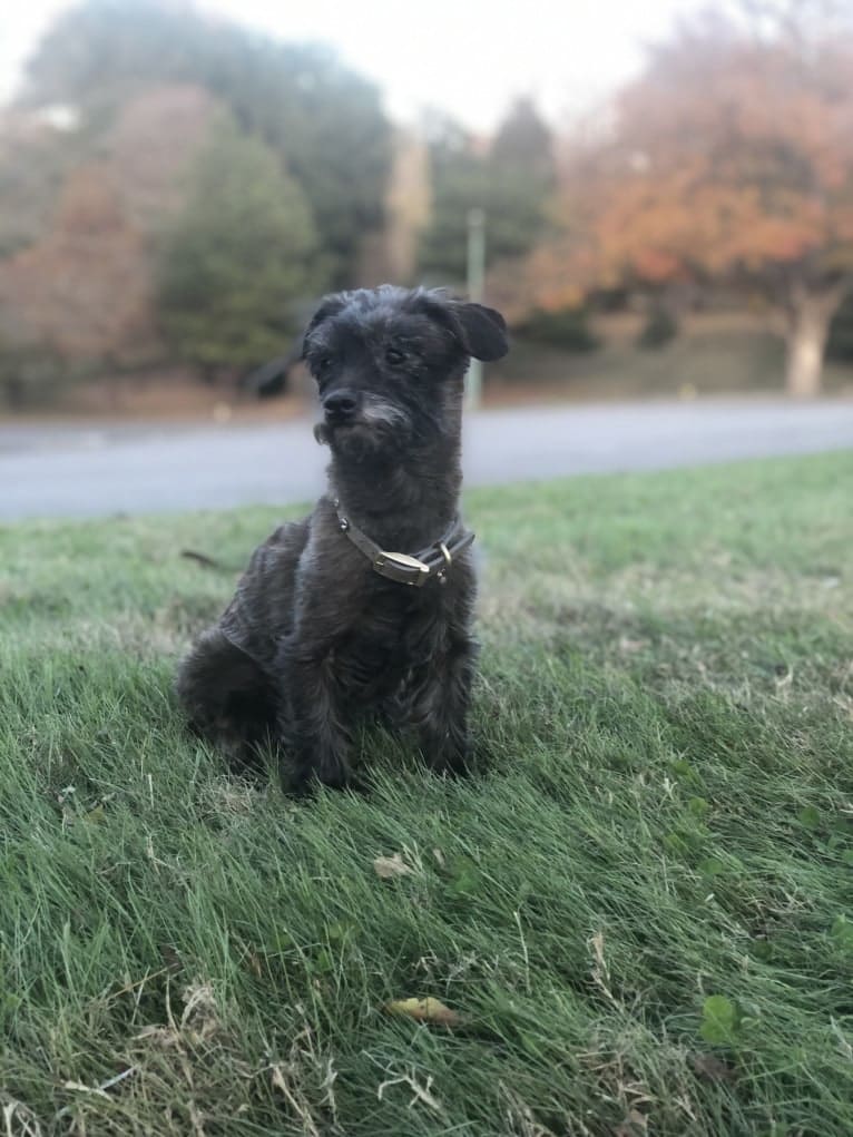 Toto, a Yorkshire Terrier and Dachshund mix tested with EmbarkVet.com