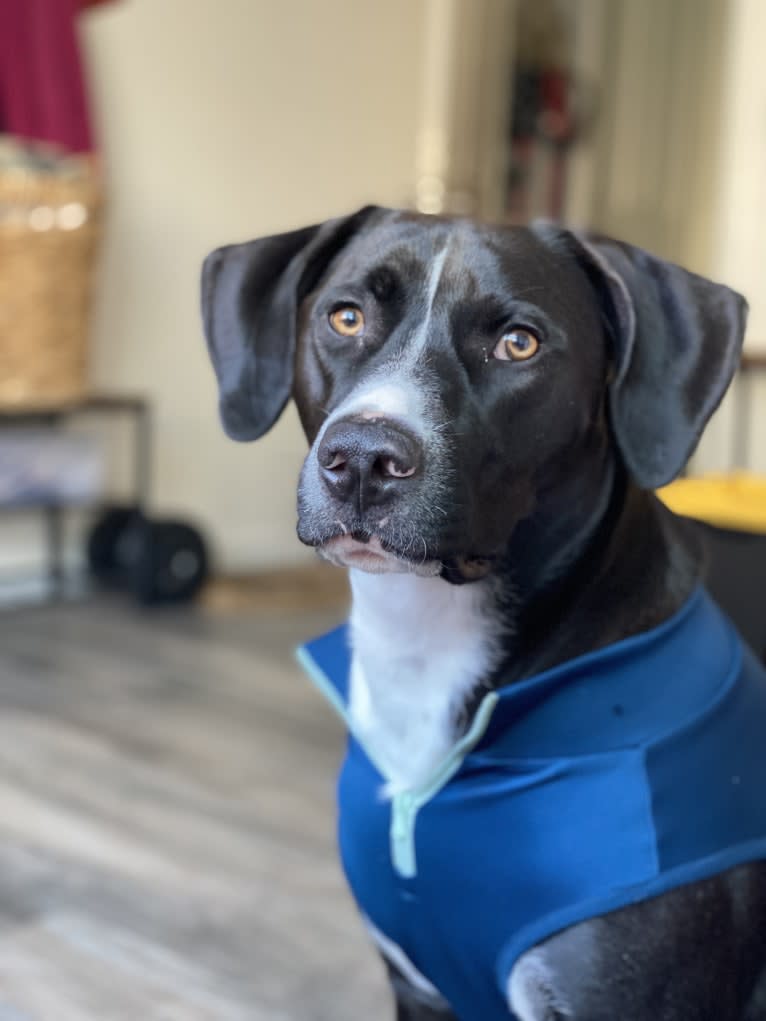 Dougal, a Treeing Walker Coonhound and American Pit Bull Terrier mix tested with EmbarkVet.com