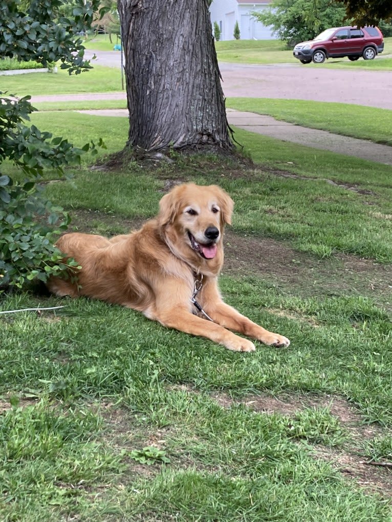 Timber “Gross Manor’s I’ll Be The One You Won’t Forget”, a Golden Retriever tested with EmbarkVet.com