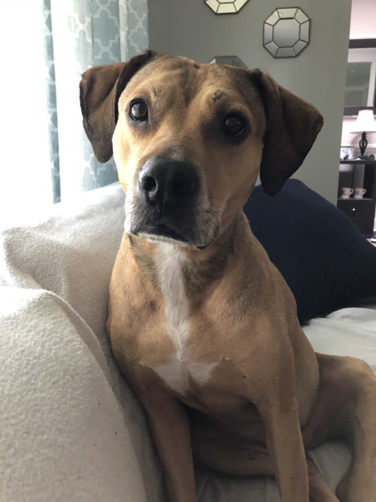 Athena, an American Pit Bull Terrier and Weimaraner mix tested with EmbarkVet.com