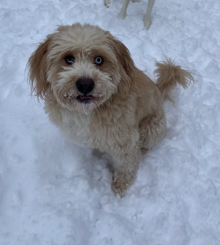 Leo, a Beagle and Golden Retriever mix tested with EmbarkVet.com