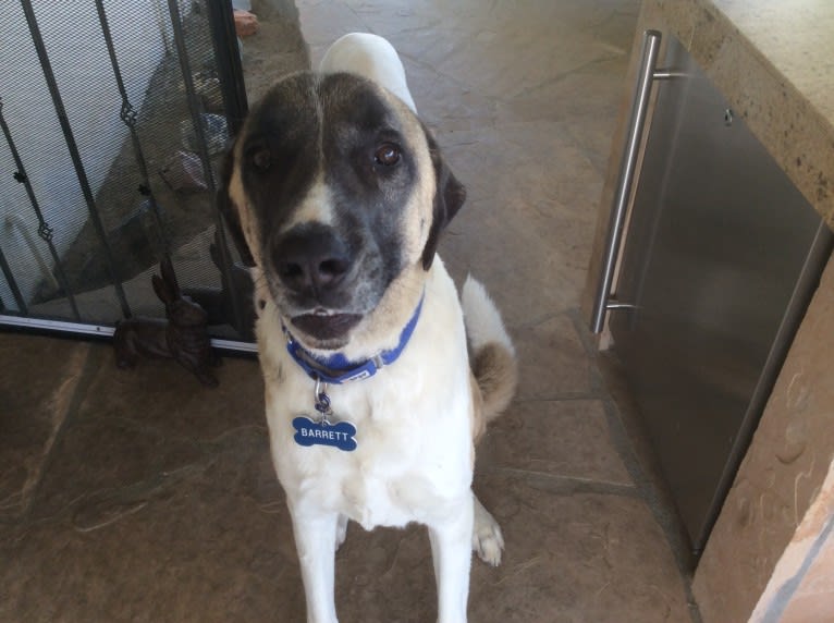 Barrett, an Anatolian Shepherd Dog tested with EmbarkVet.com