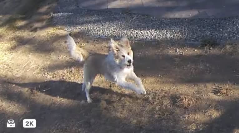 Lacy, a Great Pyrenees and Border Collie mix tested with EmbarkVet.com