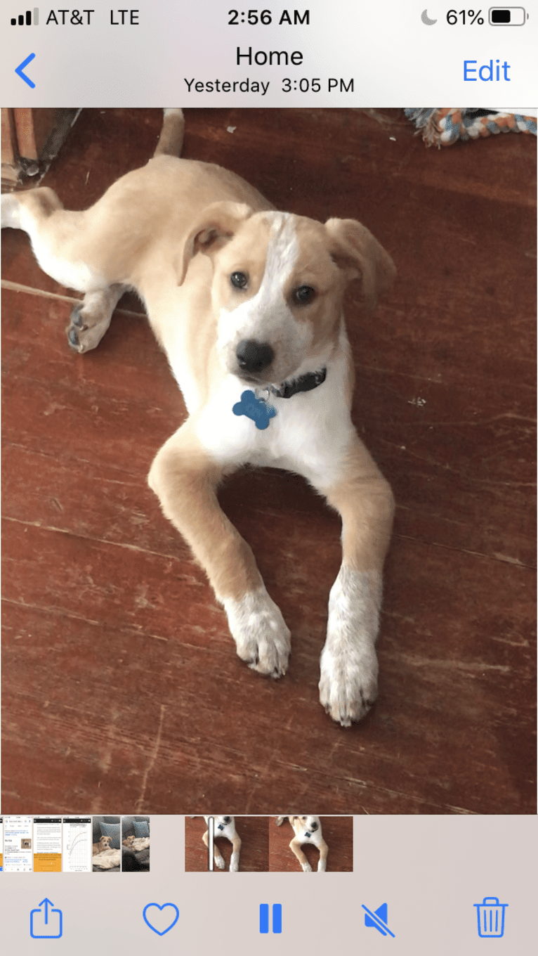 OBI, a German Shorthaired Pointer and Pointer mix tested with EmbarkVet.com