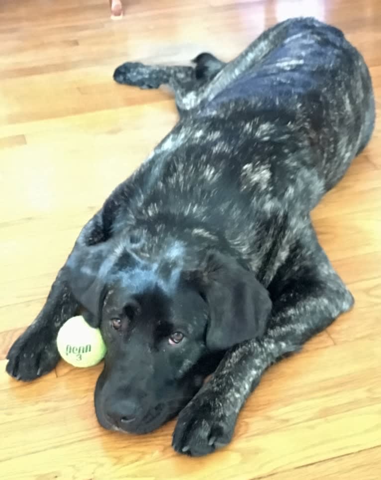 Ula, a Labrador Retriever and Saint Bernard mix tested with EmbarkVet.com