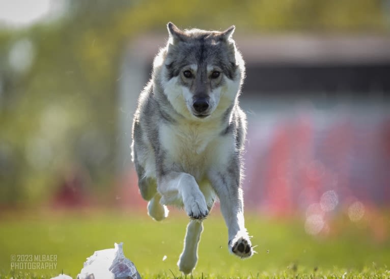 Ember, an Alaskan-type Husky and Siberian Husky mix tested with EmbarkVet.com