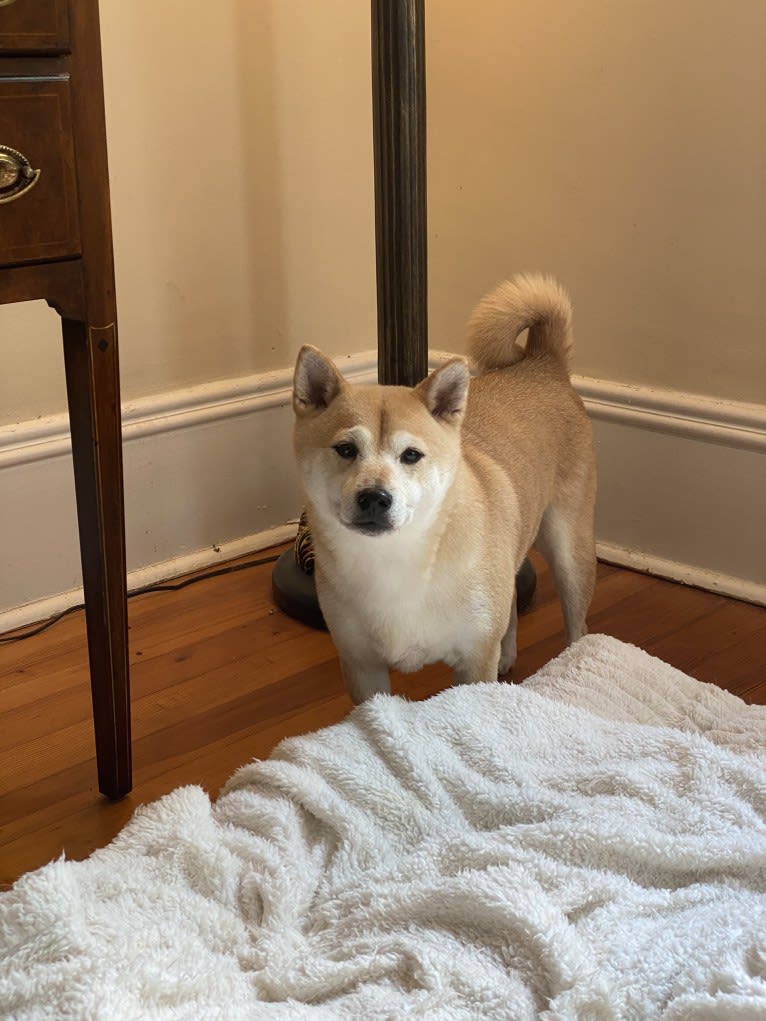 Cymba, a Shiba Inu tested with EmbarkVet.com