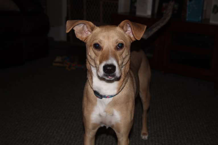 Dixie, a Rottweiler and Redbone Coonhound mix tested with EmbarkVet.com