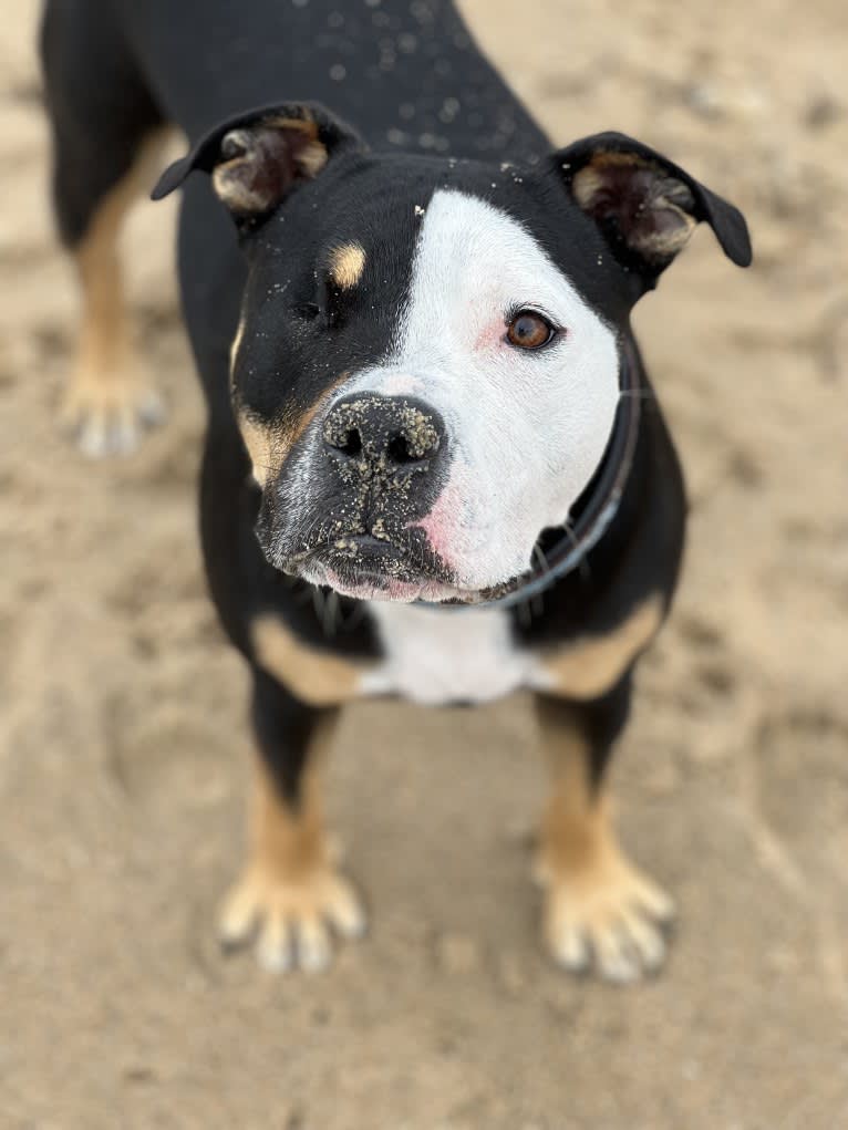 Hazel, a Bulldog and American Pit Bull Terrier mix tested with EmbarkVet.com