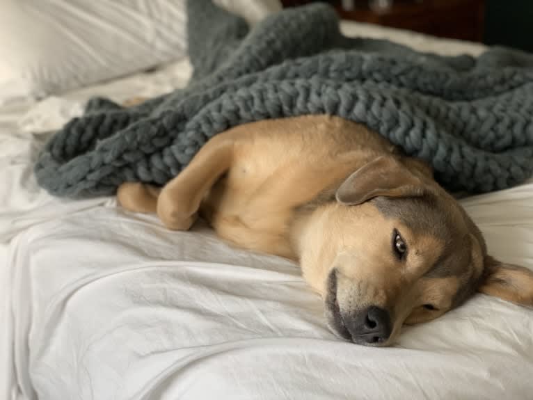 Dixie, a Chow Chow and Siberian Husky mix tested with EmbarkVet.com