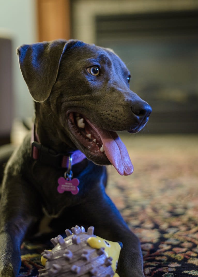 Sophie, a Labrador Retriever and American Pit Bull Terrier mix tested with EmbarkVet.com