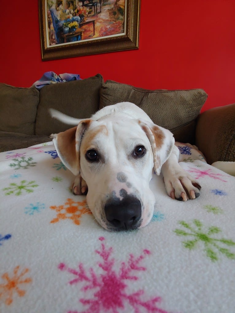 Patch, an American Pit Bull Terrier and Boxer mix tested with EmbarkVet.com