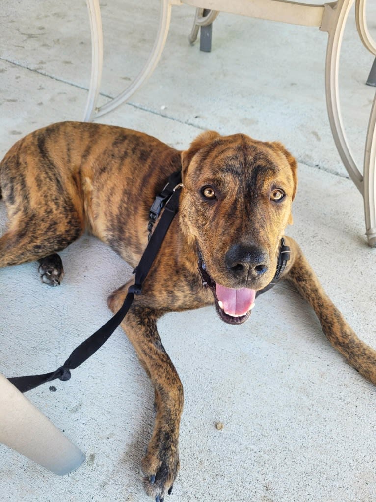 Bengal, a Great Pyrenees and American Pit Bull Terrier mix tested with EmbarkVet.com