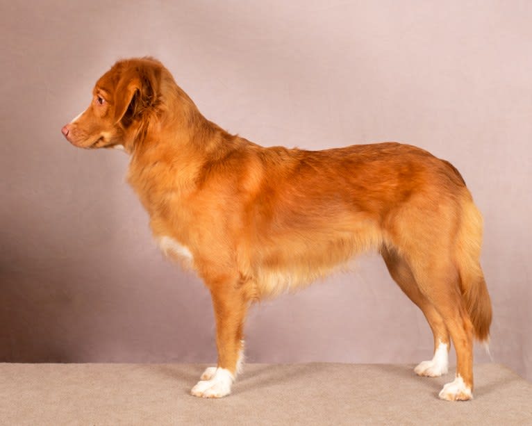 Poppy, a Nova Scotia Duck Tolling Retriever tested with EmbarkVet.com